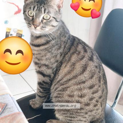 Foto 1/1 Rio Chat perdido en Boisset