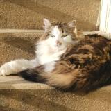 Foto del gato perdido en Saint Vallier