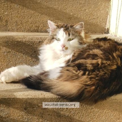 Foto 1/1 Filou Chat perdido en Saint vallier