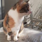 Foto del gato perdido en Grezieu La Varenne