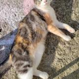 Foto del gato perdido en La Glacerie