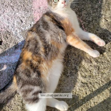 Foto 1/1 Romance Chat perdido en La glacerie