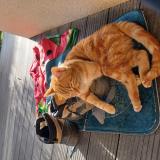 Foto del gato perdido en Effiat