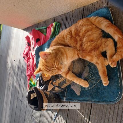 Foto 1/1 Mimi Chat perdido en Effiat