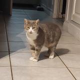 Foto del gato perdido en Montchanin