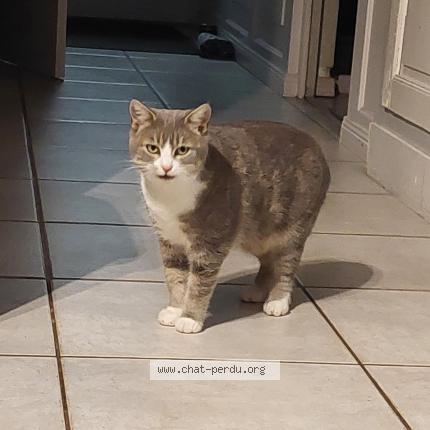 Foto 1/1 Grisouille Chat perdido en Montchanin