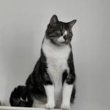 Foto del gato perdido en Bayonne