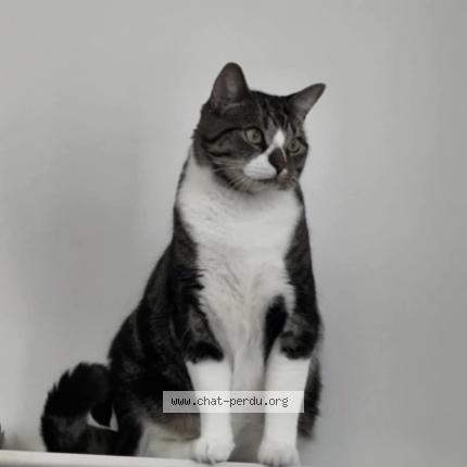 Foto 1/1 Lucien Chat perdido en Bayonne