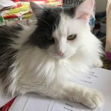 Foto del gato perdido en Narrosse