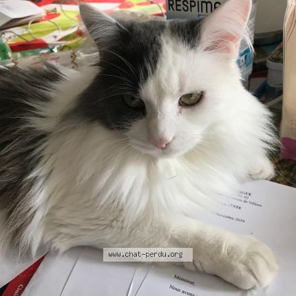 Foto 1/1 Bébé Chat perdido en Narrosse
