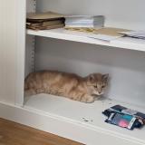 Foto del gato perdido en Gentilly