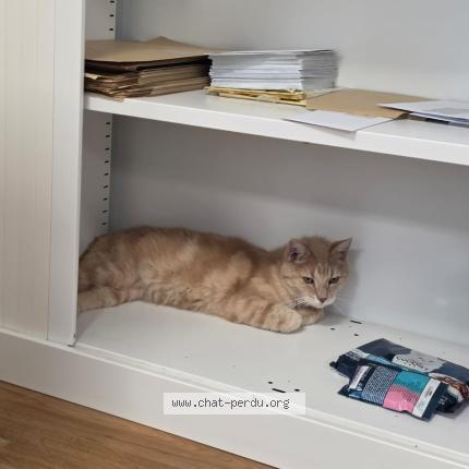 Foto 1/3 Tigrou Chat perdido en Gentilly