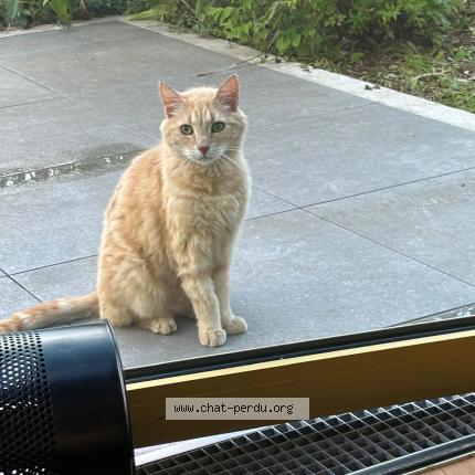 Foto 2/3 Tigrou Chat perdido en Gentilly