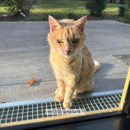 Foto 3/3 Tigrou Chat perdido en Gentilly