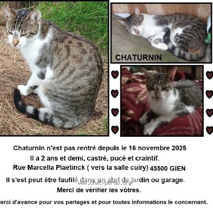 Foto 1/1 Gato encontrado Perdido en Gien