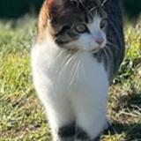 Foto del gato perdido en Cussac Sur Loire