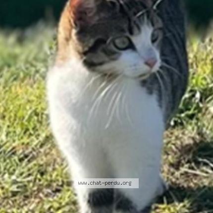 Foto 1/1 NALA Chat perdido en Cussac sur loire