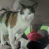 Foto del gato perdido en Los Angeles