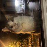 Foto de gato encontrado en Ascq