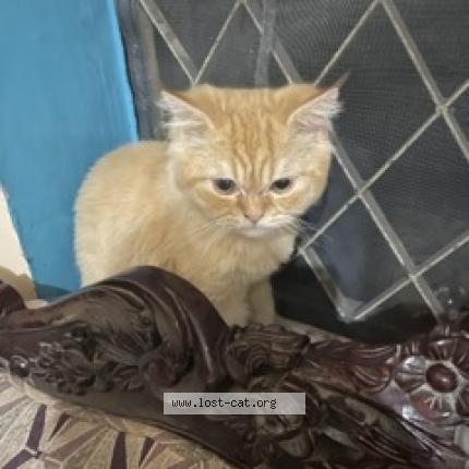 Foto 1/1 Sheru Chat perdido en Chennai 600002