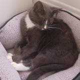 Foto de gato encontrado en Skokie Il 60077