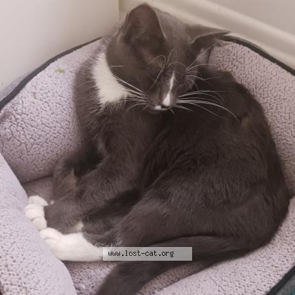 Foto 1/1 Gato encontrado Encontrado en Skokie il 60077