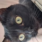 Foto del gato perdido en Trainou