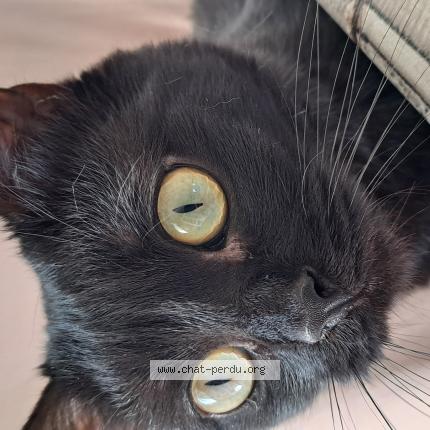 Foto 1/1 Louna Chat perdido en Trainou