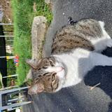 Foto del gato perdido en Itxassou