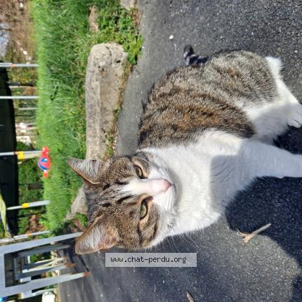 Foto 1/1 Moon Chat perdido en Itxassou