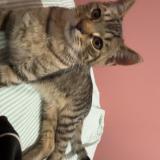 Foto de gato encontrado en Ricamarie