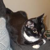 Foto del gato perdido en Baltimore