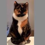 Foto del gato perdido en Double Bay