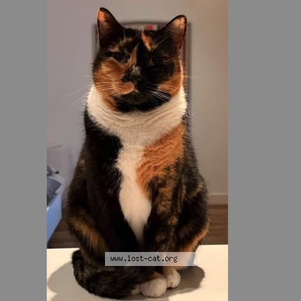 Foto 1/1 Nina Chat perdido en Double bay