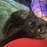 Foto del gato perdido en Suisun