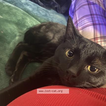 Foto 1/1 Bagera Chat perdido en Suisun