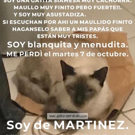 Foto 1/1 Frida Chat perdido en Martinez
