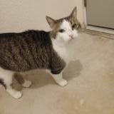 Foto de gato encontrado en Colfax