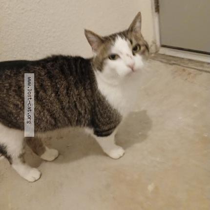 Foto 1/1 Gato encontrado Encontrado en Colfax