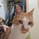 Foto de gato encontrado en Shakopee