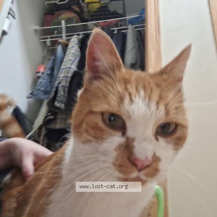 Foto 1/1 Gato encontrado Encontrado en Shakopee