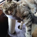 Foto del gato perdido en Fontenay St Pere