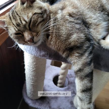 Foto 1/3 Marley Chat perdido en Fontenay st pere