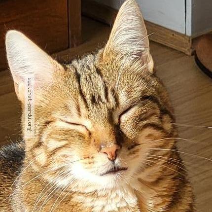 Foto 2/3 Marley Chat perdido en Fontenay st pere