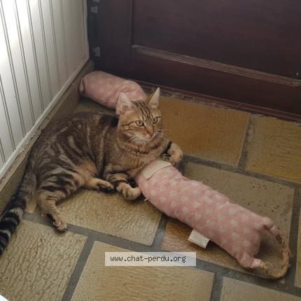 Foto 3/3 Marley Chat perdido en Fontenay st pere