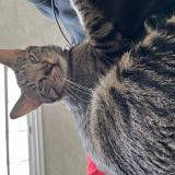 Foto del gato perdido en Sioux City