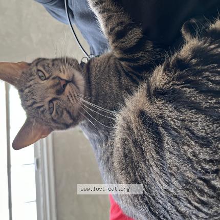 Foto 1/1 Merlin Chat perdido en Sioux city