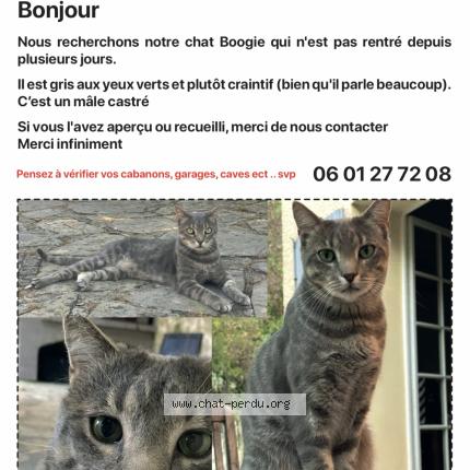 Foto 1/3 Boogie Chat perdido en Saint drezery