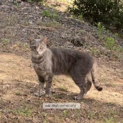 Foto 2/3 Boogie Chat perdido en Saint drezery