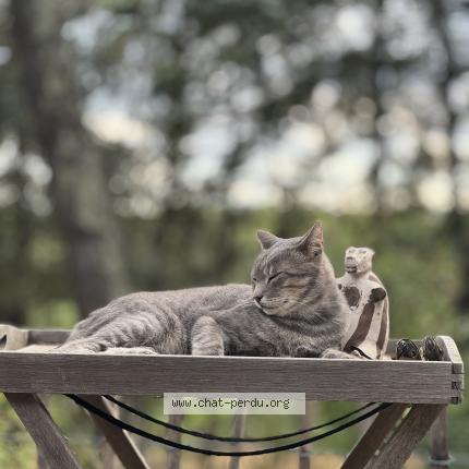 Foto 3/3 Boogie Chat perdido en Saint drezery